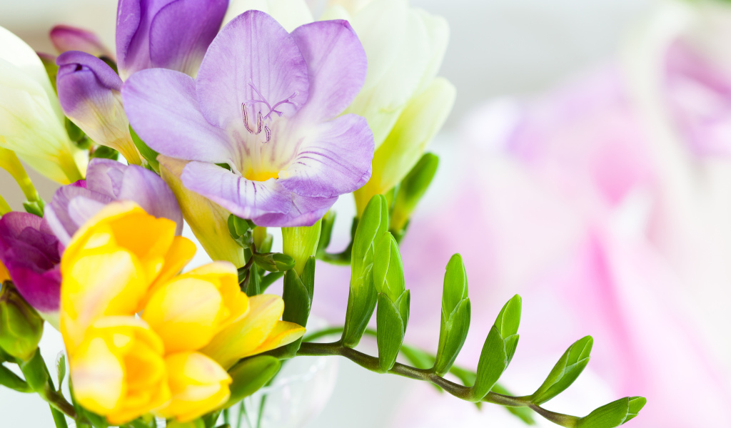 Желтые и сиреневые цветы фрезии