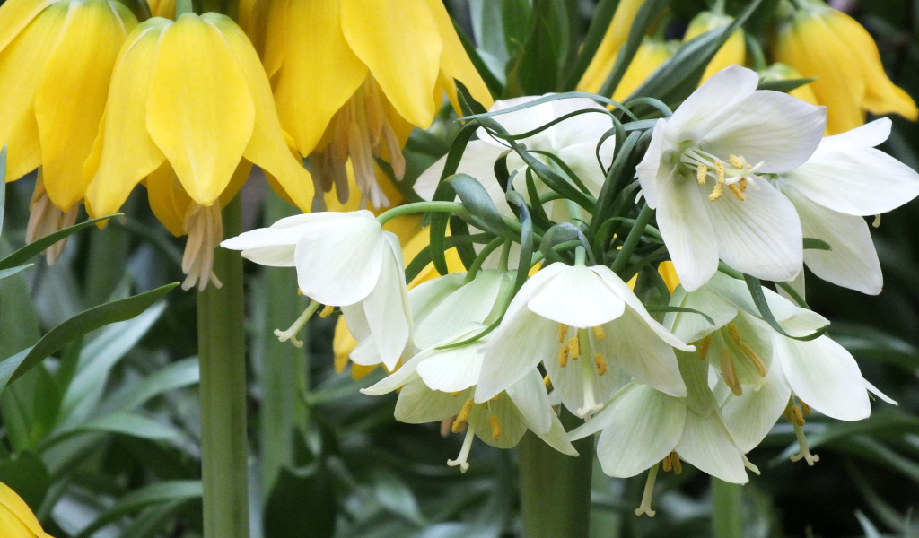 Желтые и белые цветы рябчики в саду