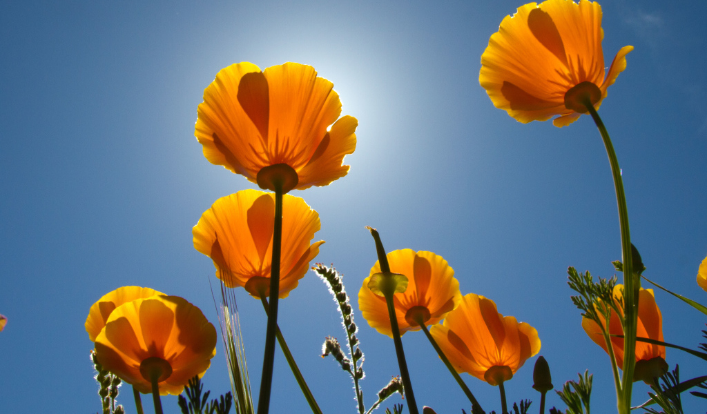 Желтые красивые цветы Эшшольция на фоне голубого неба 