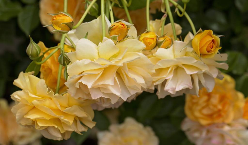 Желтые красивые розы с бутонами