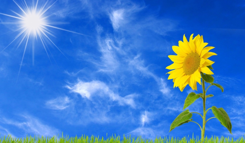 Желтый цветущий подсолнух под ярким солнцем 