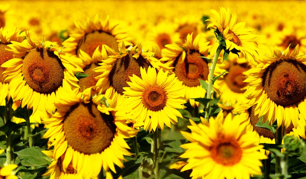 Желтые цветущие подсолнухи крупным планом