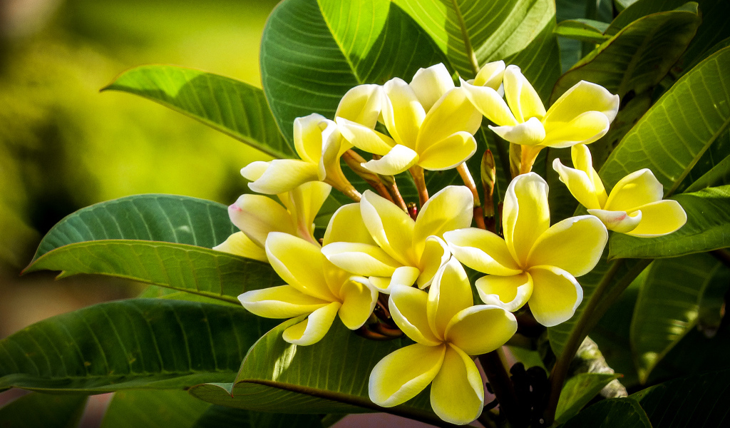 Желтые экзотические цветы Плюмерия крупным планом