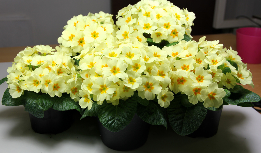 Желтые комнатные цветы примула в горшочках