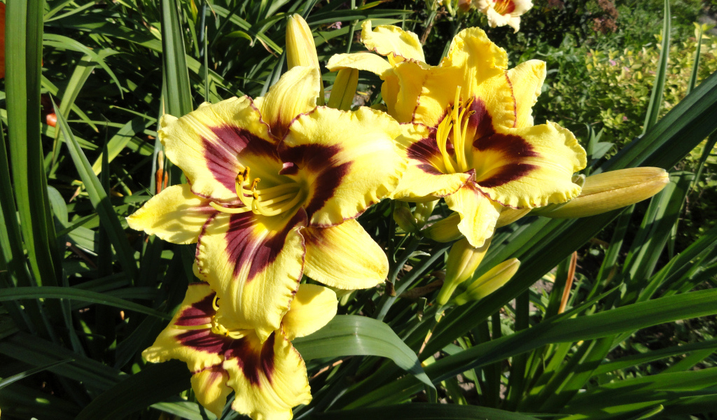 Желтые лилии с бутонами на клумбе