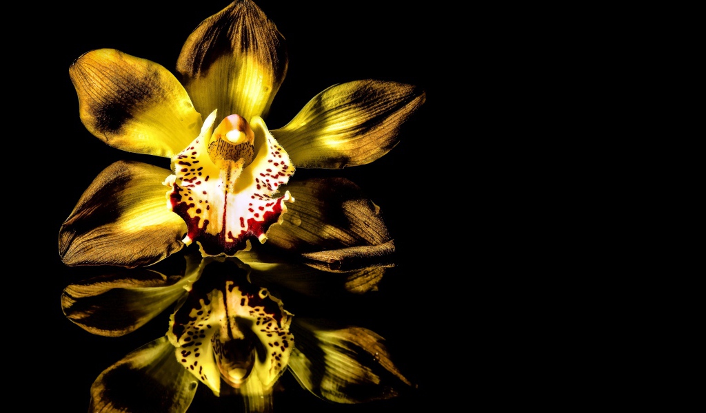 Желтая орхидея на черном фоне 