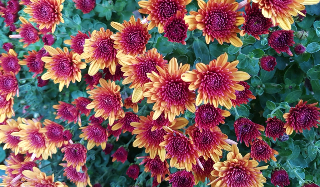 Желто  розовые красивые хризантемы 