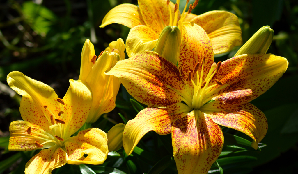 Желтые пятнистые лилии на клумбе крупным планом