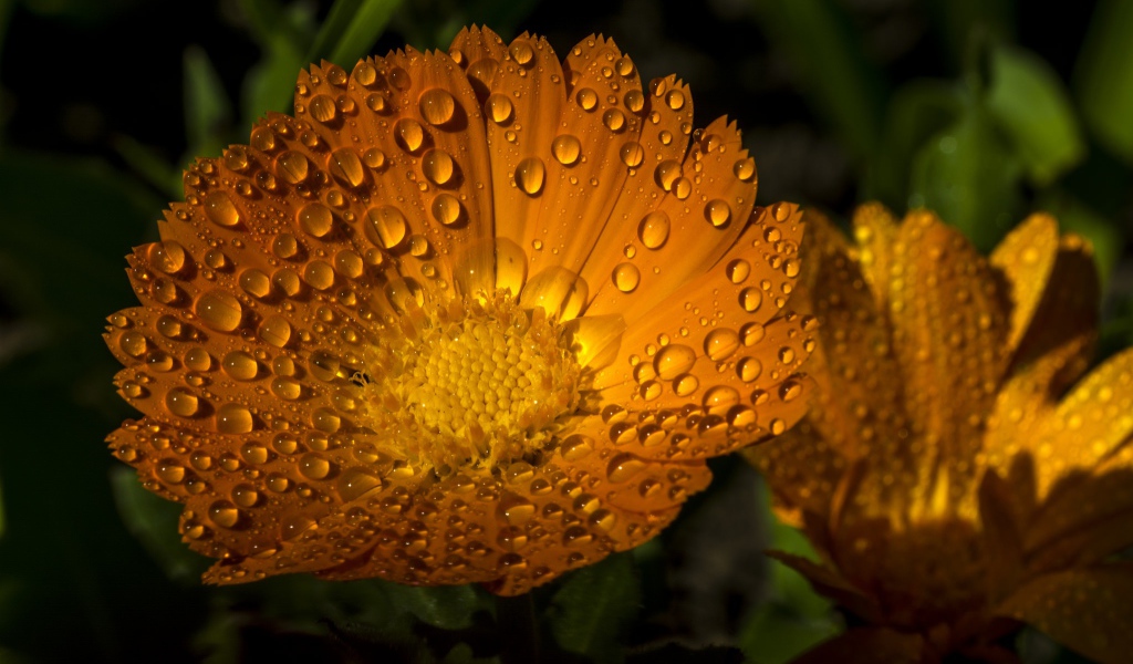 Желтые летние цветы Рудбекия в каплях воды 