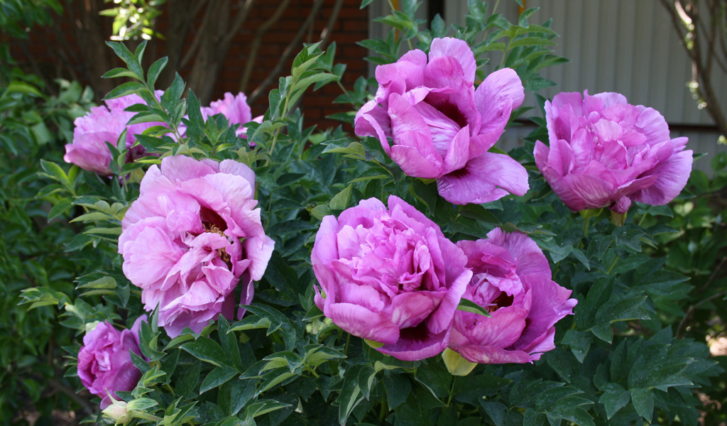 Красивые розовые садовые пионы 