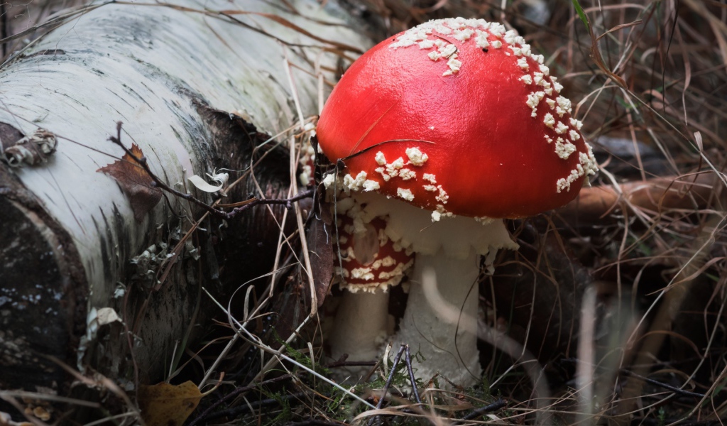 Красивый гриб мухомор с красной шляпкой у сухой березы