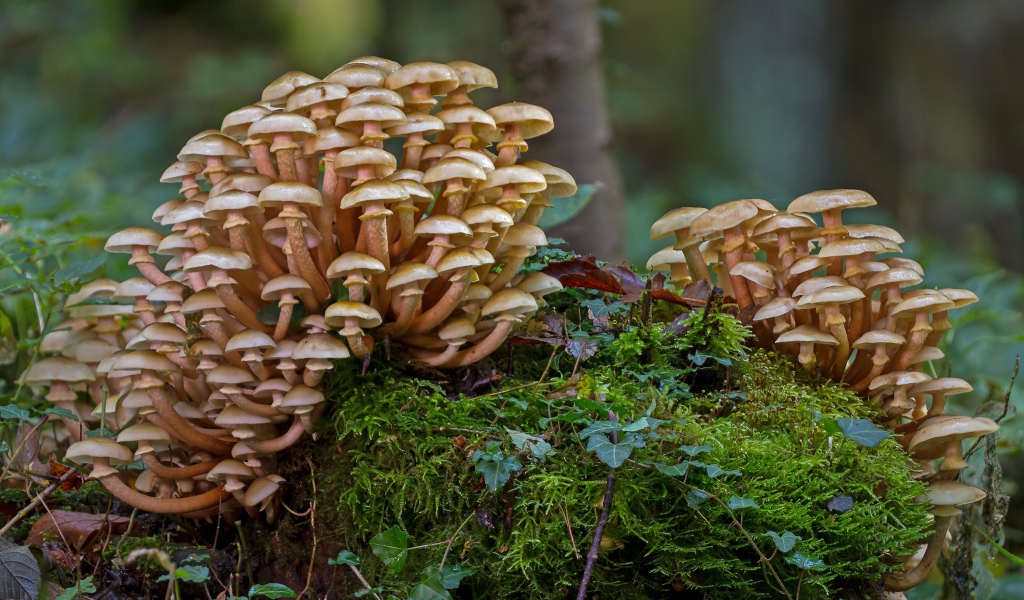 Лесные грибы опята растут на покрытым мхом пне