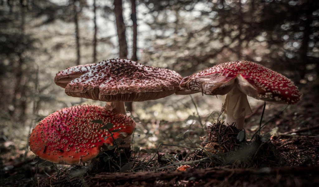 Большие лесные грибы мухоморы 