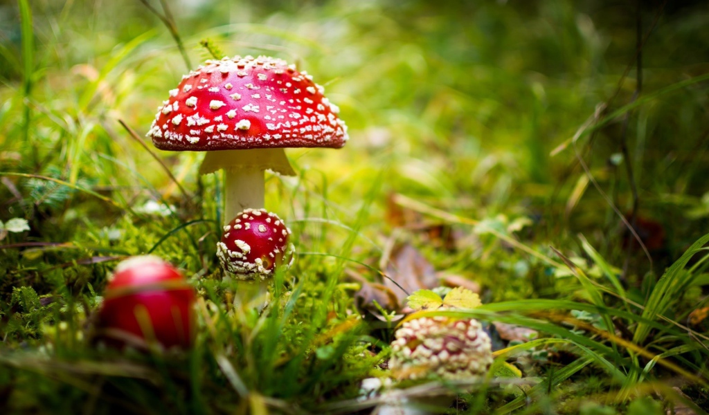Красные грибы мухоморы в лесу 