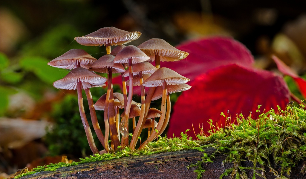 Маленькие грибы растут на сухом дереве покрытом зеленым мхом