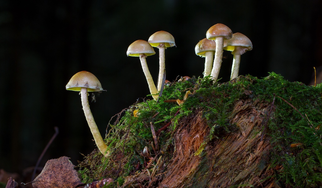 Маленькие грибы растут на покрытом мхом пне