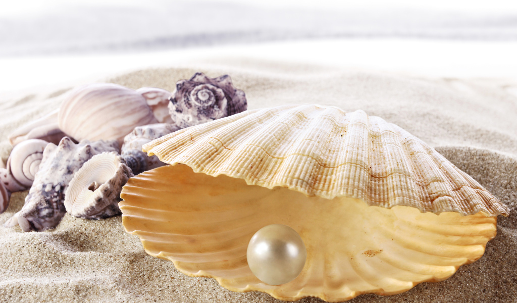 Sea beautiful shell with white pearl inside