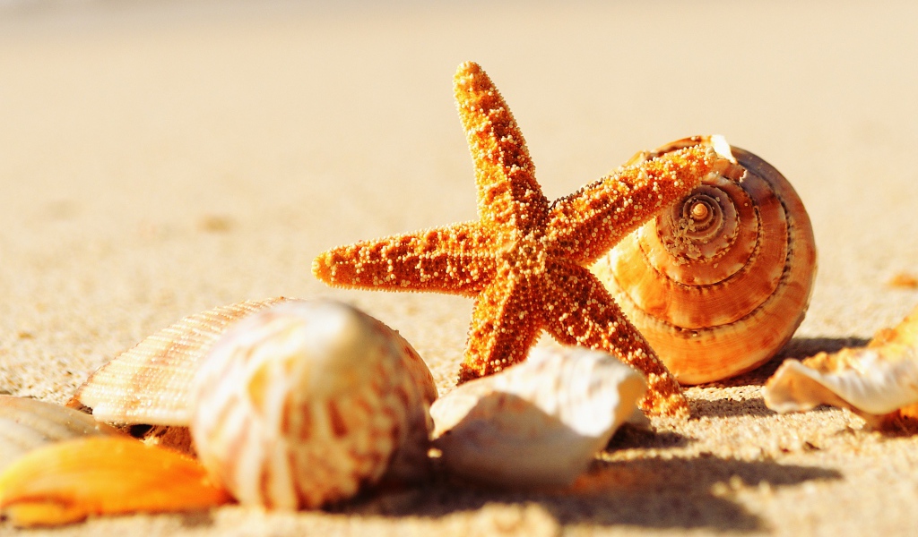 Shells and starfish on warm yellow sand in summer