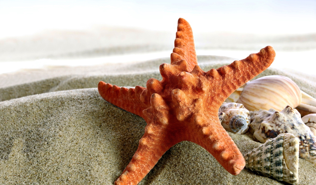 Морская звезда и ракушки на песке крупным планом