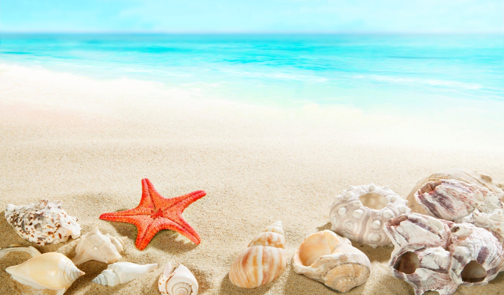 Морская звезда и ракушки на песке у голубой воды моря