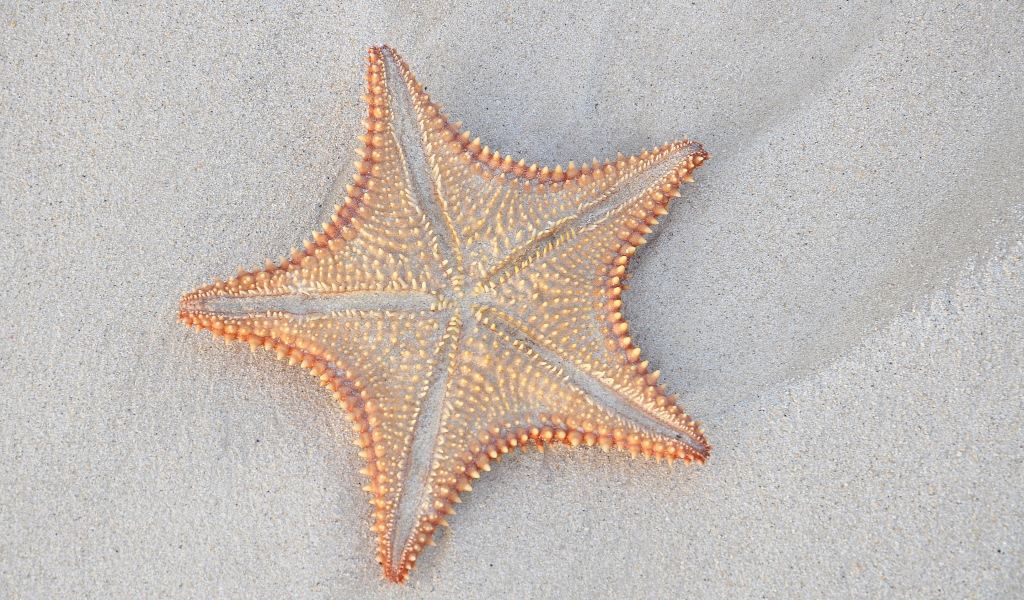 Starfish in the sand close up