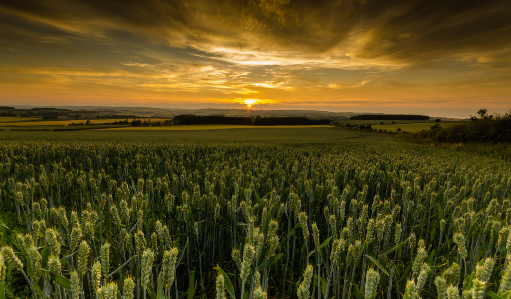 Закат солнца над полем зеленой пшеницы 