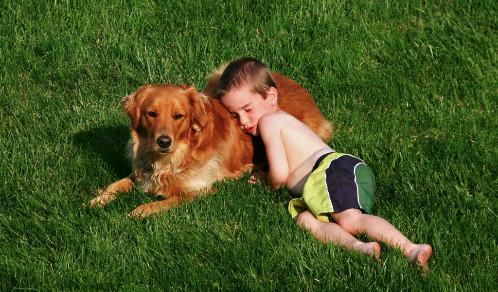 Маленький мальчик спит с золотистым ретривером на зеленой траве