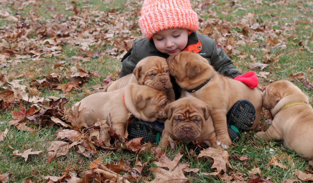 Маленькая девочка сидит с щенками на земле покрытой сухими листьями