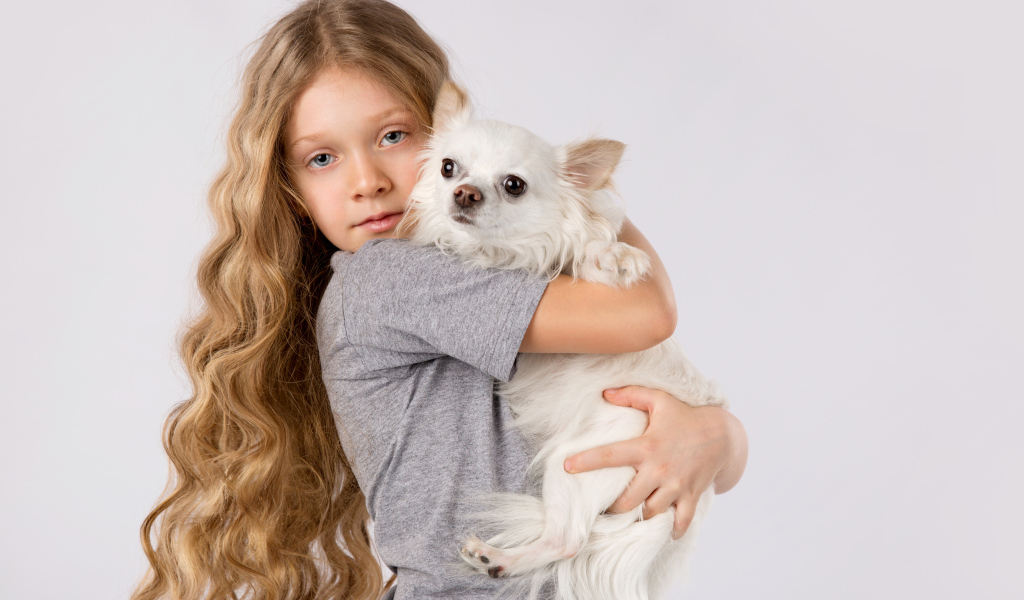 Голубоглазая девочка с белым чихуахуа в руках