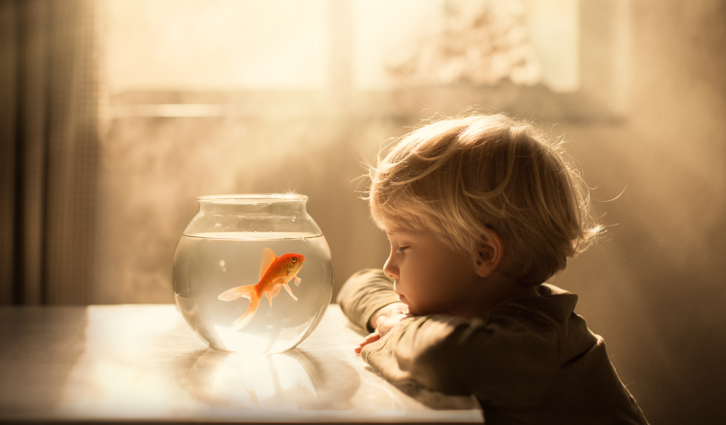 Маленький мальчик смотрит на аквариум с золотой рыбкой