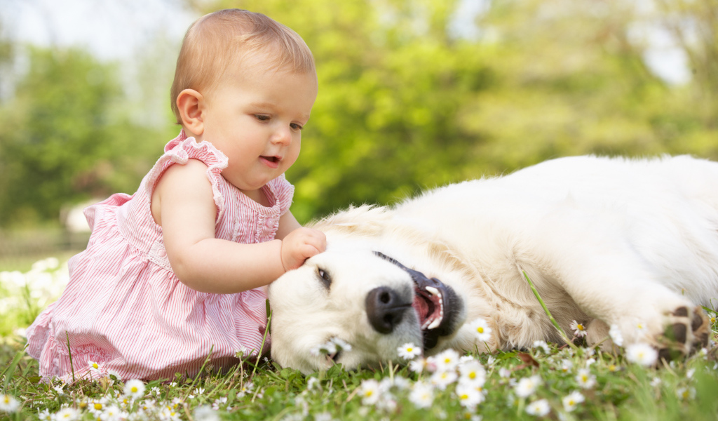 Маленькая девочка играет с белым лабрадором на зеленой траве