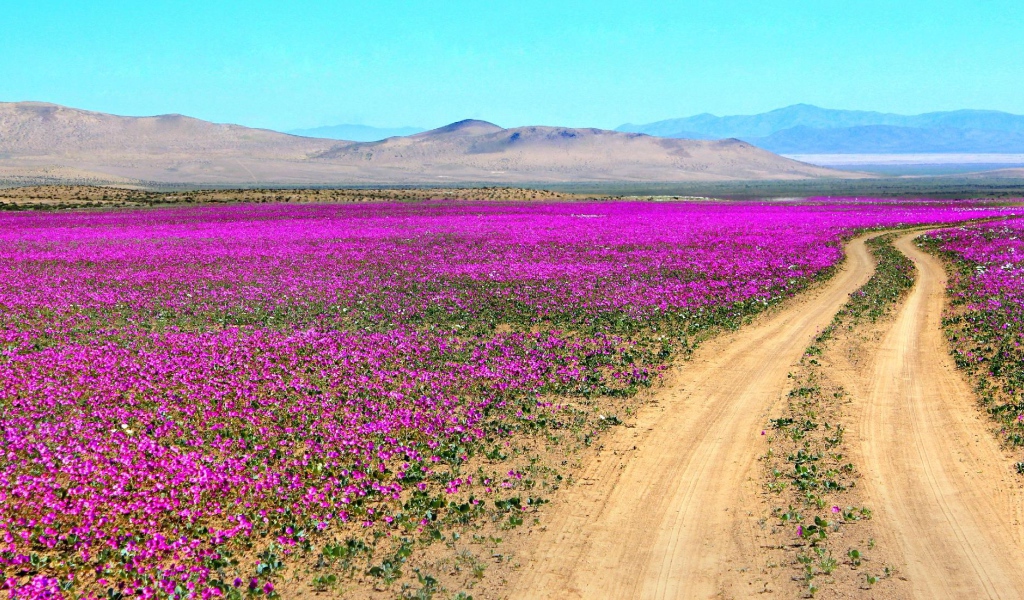 Цветущая пустыня Атакама, Чили 