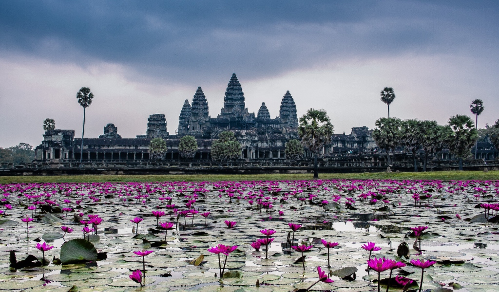 Цветущие лотосы на фоне храмового комплекса Ангкор Ват, Камбоджа 