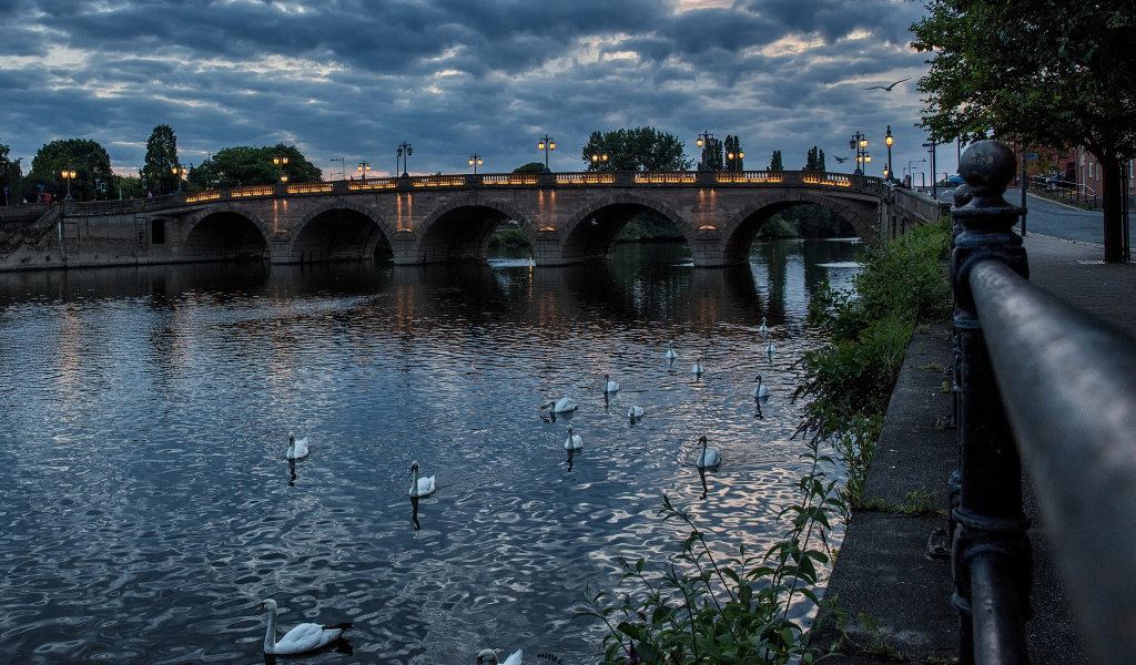 Белые лебеди плавают в реке у вечернего моста, Англия