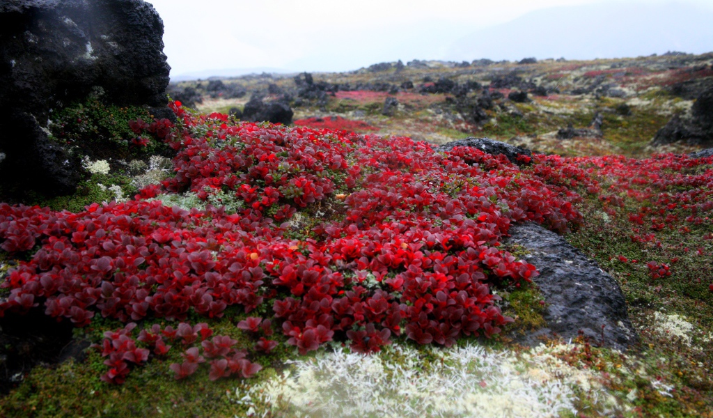 Красочная природа Камчатки,  Россия 