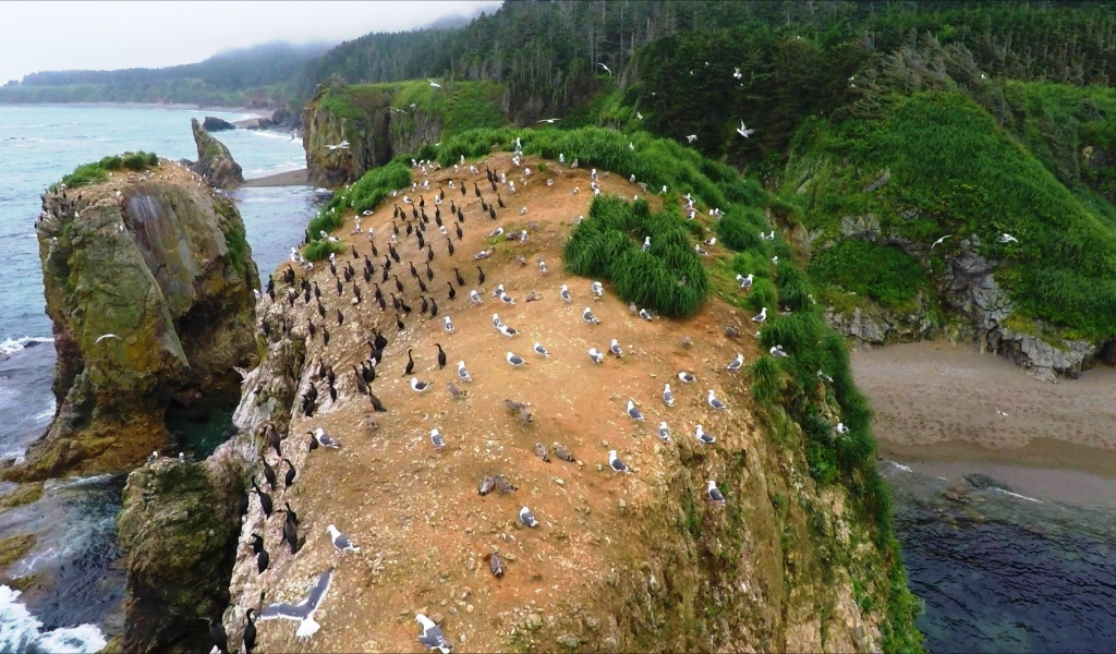 Колонии птиц. Мыс Великан, Сахалин. Россия 