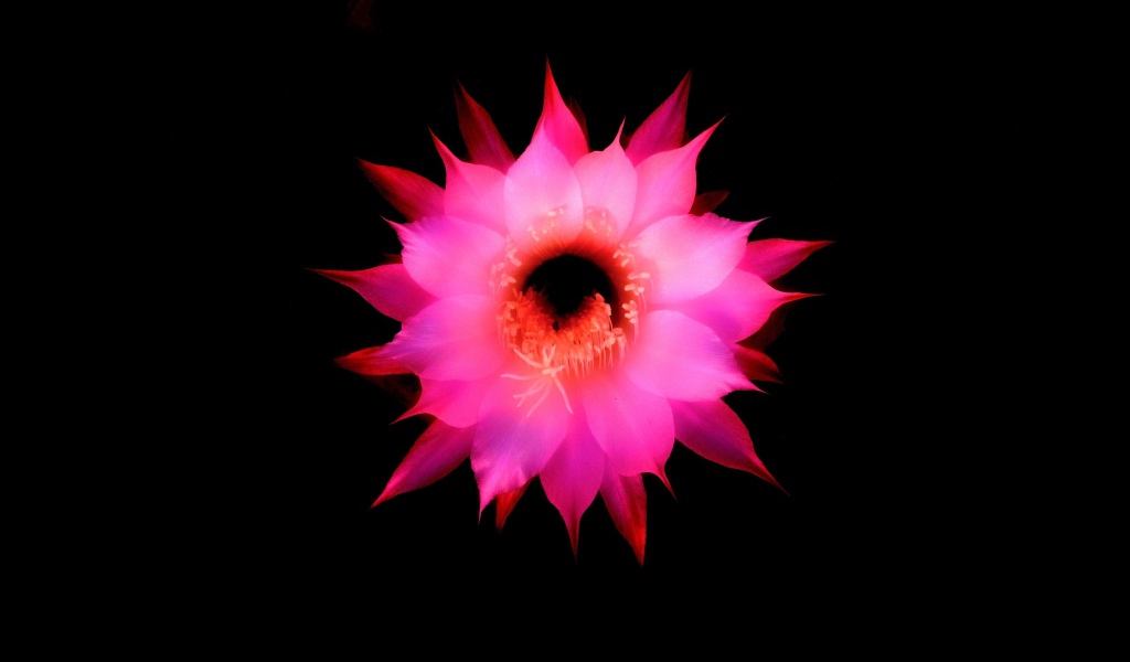 Розовый цветок на черном фоне, 3д графика