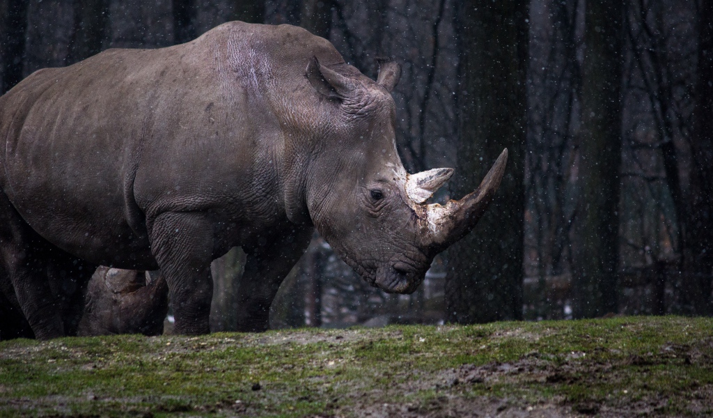 A big rhinoceros in the forest