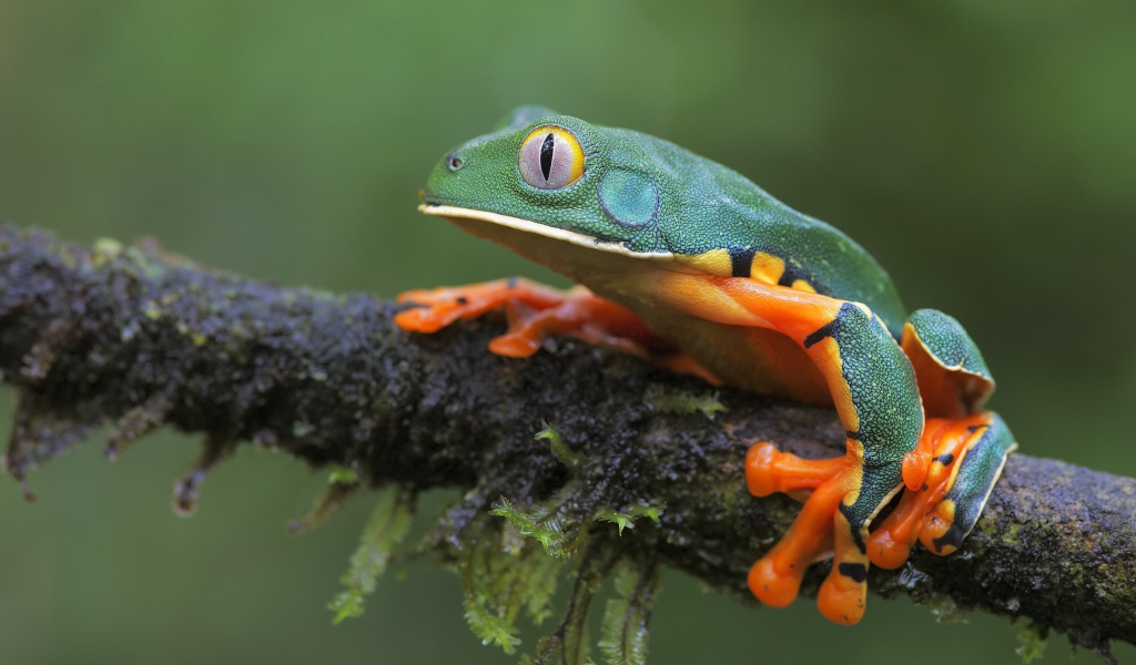 Лягушка сидит на мокрой ветке 