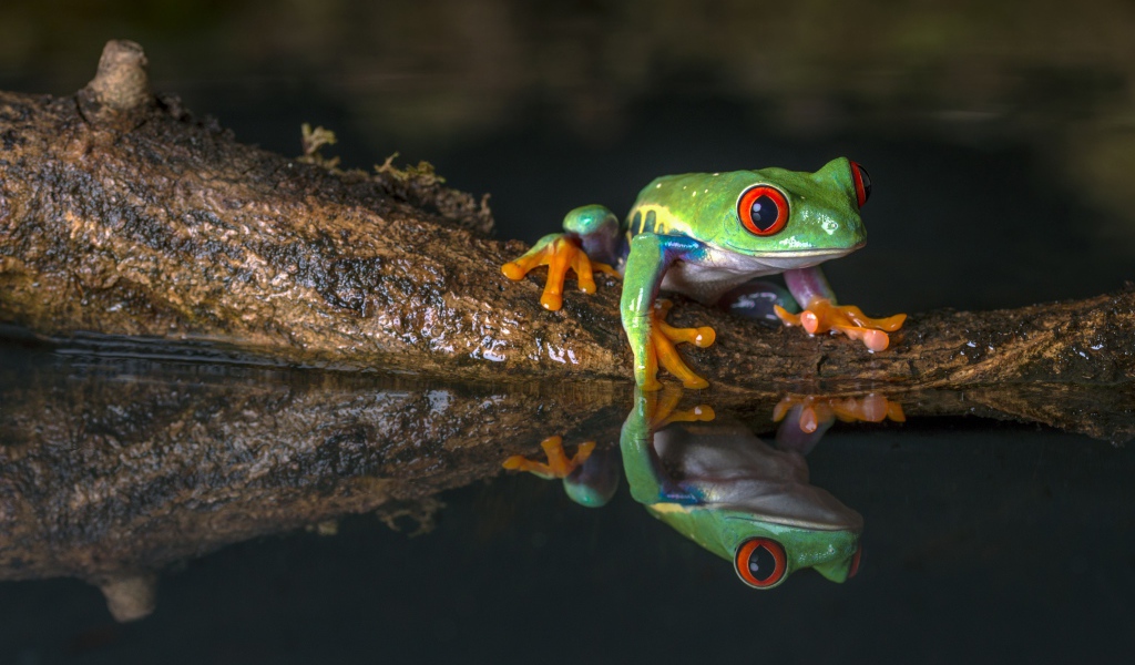 Зеленая лягушка на коряге в воде 