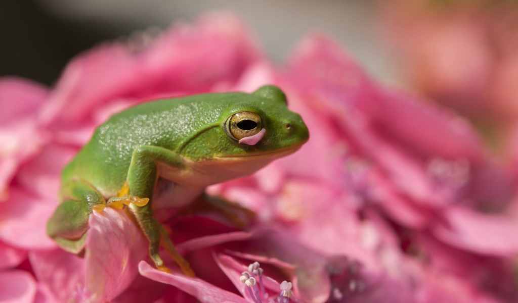 Зеленая лягушка сидит на розовом цветке
