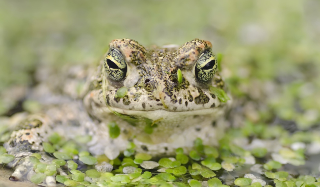 Большая лягушка в пруду