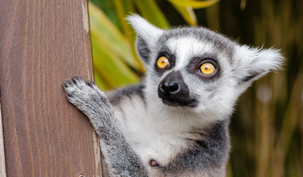 Большой лемур с желтыми глазами на дереве