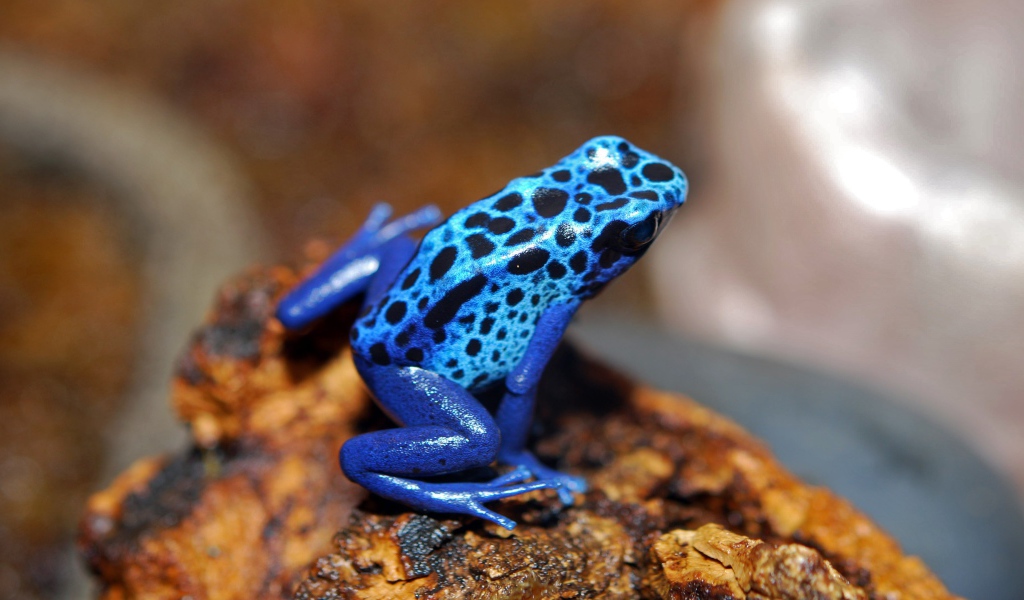 Голубая лягушка сидит на камне 