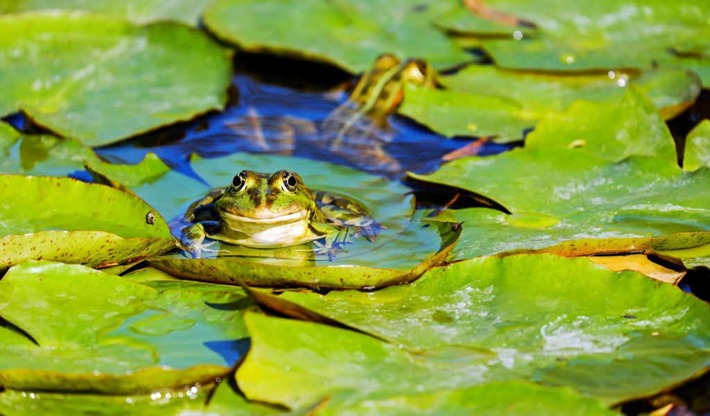 Лягушка сидит на зеленых листьях в воде