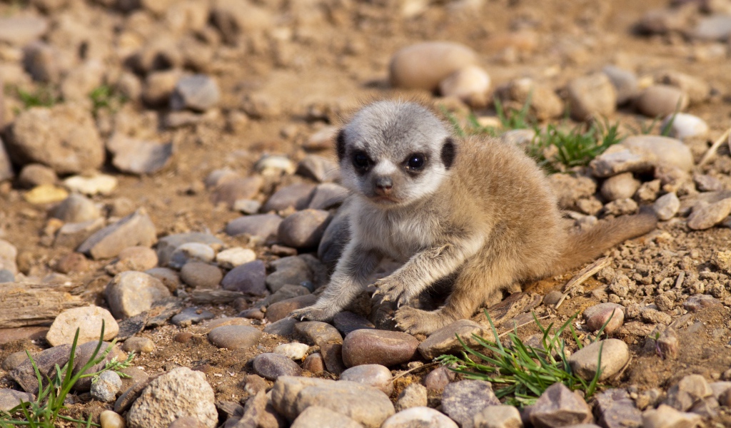 Маленький сурикат сидит на мелких камнях