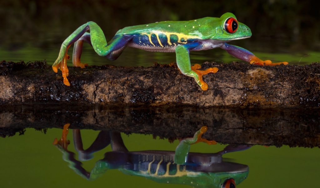 Красноглазая квакша на ветке в воде