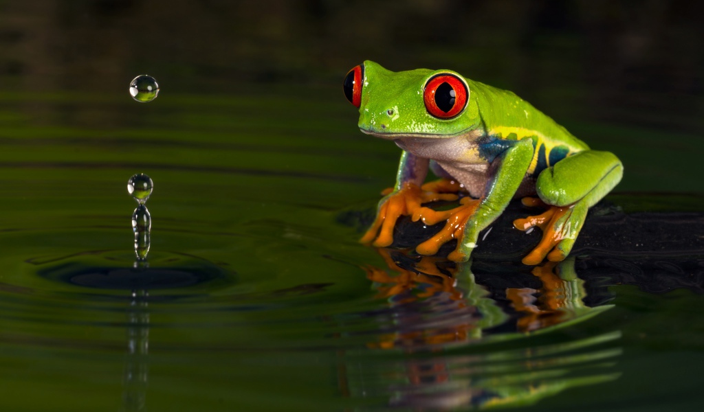 Зеленая лягушка смотрит на каплю в воде