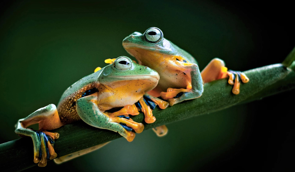 Две зеленые лягушки сидят на зеленой ветке