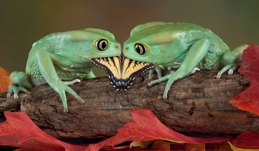 Две зеленые лягушки едят бабочку